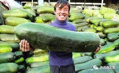 群众吃芥瓜视频素材,群众共享美味时光