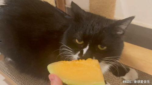 猫咪抢哈密瓜吃怎么办视频,抢食大战一触即发！  第2张