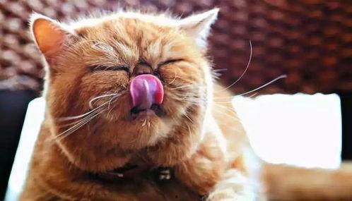 猫咪抢哈密瓜吃怎么办视频,抢食大战一触即发！  第3张