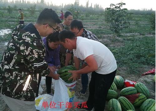 欧珀吃瓜群众视频,揭秘娱乐圈幕后风云  第3张
