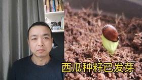 男子吃瓜情侣吵架视频,男子视角下的甜蜜争吵瞬间  第3张