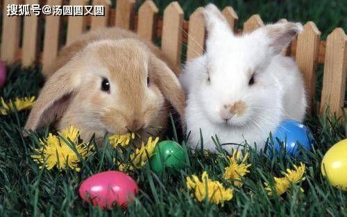 兔吃瓜热门视频,萌宠瓜农的欢乐日常