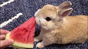 兔吃瓜热门视频,萌宠瓜农的欢乐日常  第2张