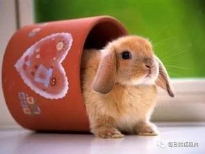 兔吃瓜热门视频,萌宠瓜农的欢乐日常  第3张