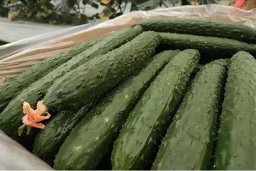 老太太吃蜜瓜视频大全,老太太品尝蜜瓜视频集锦