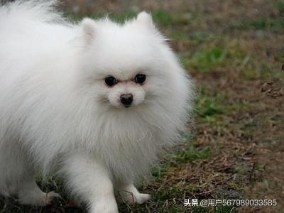 博美犬可以吃蜜瓜吗视频,安全与注意事项揭秘