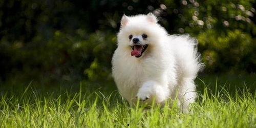 博美犬可以吃蜜瓜吗视频,安全与注意事项揭秘  第2张