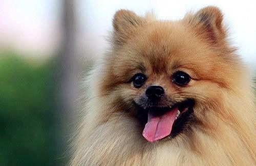 博美犬可以吃蜜瓜吗视频,安全与注意事项揭秘  第3张