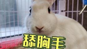 抖音粉猪吃瓜视频,揭秘抖音热门视频背后的故事  第3张