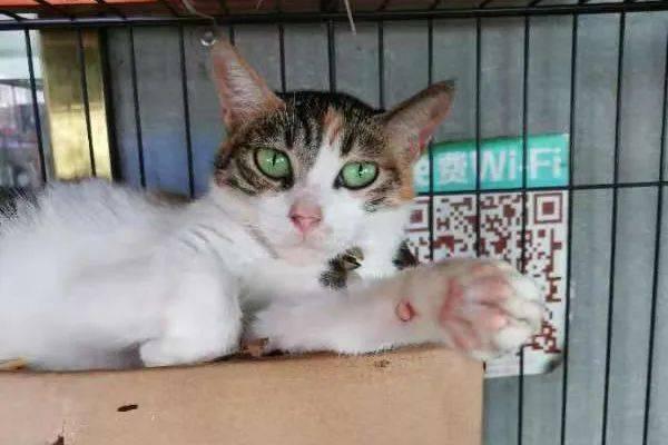 小白猫吃瓜视频,小白猫的吃瓜日常  第2张