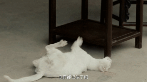 小白猫吃瓜视频,小白猫的吃瓜日常  第3张