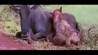 吃货吃瓜视频下载安装,下载安装攻略，畅享美食娱乐盛宴  第2张