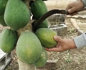 种植瓜被鸟吃视频,揭秘鸟类偷食瓜果的趣味瞬间