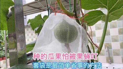 种植瓜被鸟吃视频,揭秘鸟类偷食瓜果的趣味瞬间  第2张