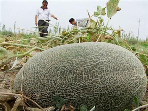 喀什吃伽师瓜视频,甜蜜滋味，视觉盛宴