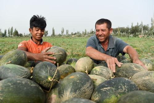 喀什吃伽师瓜视频,甜蜜滋味，视觉盛宴  第2张