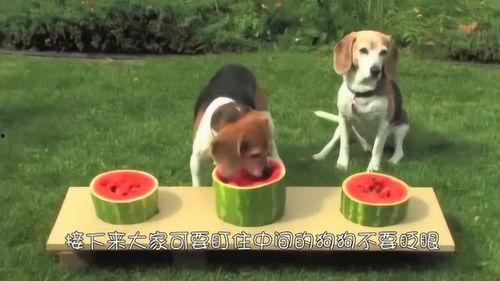 吃瓜比赛的狗视频,萌宠欢乐秀  第2张