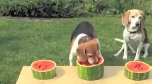 吃瓜比赛的狗视频,萌宠欢乐秀  第3张