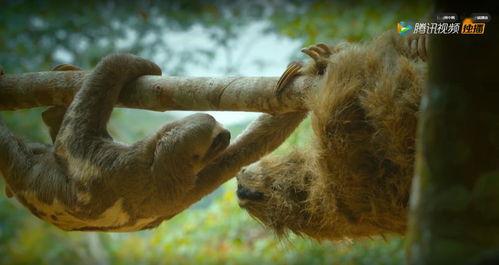 偷拍神兽吃瓜视频,高清视频曝光引网友热议