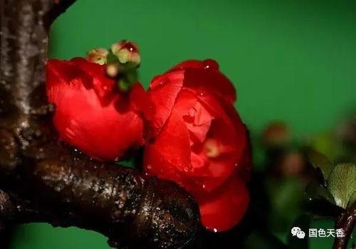 吃海棠红的瓜视频,探寻神秘果实的魅力与传说  第2张