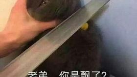 小孩因吃鸡瓜被杀视频真实,悲剧警示食品安全  第3张