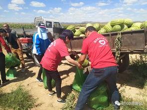 包头吃瓜视频,揭秘当地美食文化盛宴  第2张