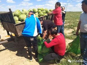 包头吃瓜视频,揭秘当地美食文化盛宴  第3张