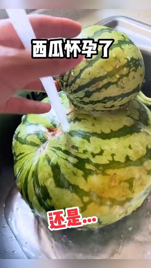 搞笑视频吃瓜吃到自己的瓜,一场意外的“瓜”界奇遇  第2张