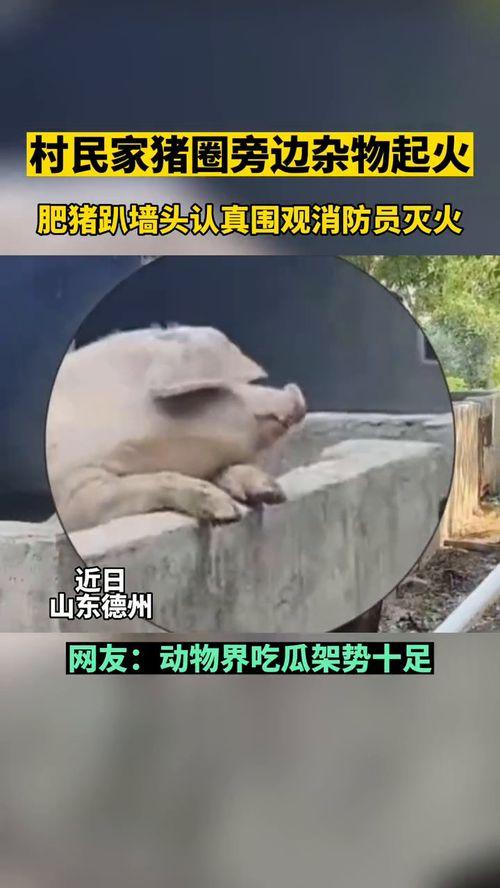 吃瓜群众音乐原视频,揭秘流行音乐背后的故事  第3张