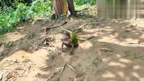 忍者神龟吃瓜视频,一场美食与智慧的较量  第3张