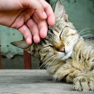 猫咪八卦吃瓜视频大全,揭秘萌宠界的八卦风云  第2张