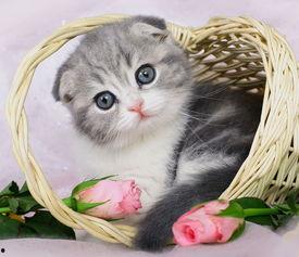 猫咪八卦吃瓜视频大全,揭秘萌宠界的八卦风云  第3张