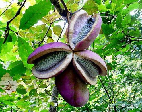 天天吃八月瓜视频播放,视频带你领略美味与自然的完美融合  第2张