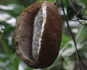 天天吃八月瓜视频播放,视频带你领略美味与自然的完美融合  第3张