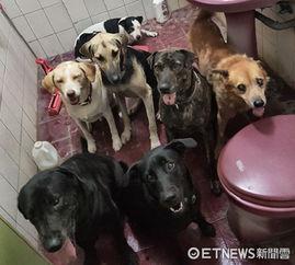香香公主和爱犬吃瓜视频,香香公主与爱犬共赏吃瓜盛宴  第3张