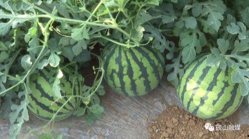 吃瓜群众观看西瓜视频,揭秘吃瓜群众热爱的西瓜视频  第2张