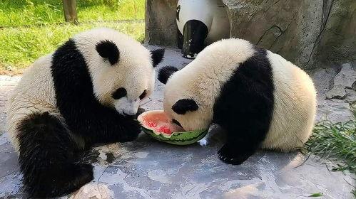 大熊猫吃瓜小视频,可爱瞬间引网友热议  第3张