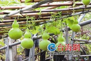 忽悠吃葫芦瓜视频,揭秘忽悠背后的趣味与智慧