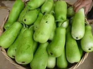 忽悠吃葫芦瓜视频,揭秘忽悠背后的趣味与智慧  第3张