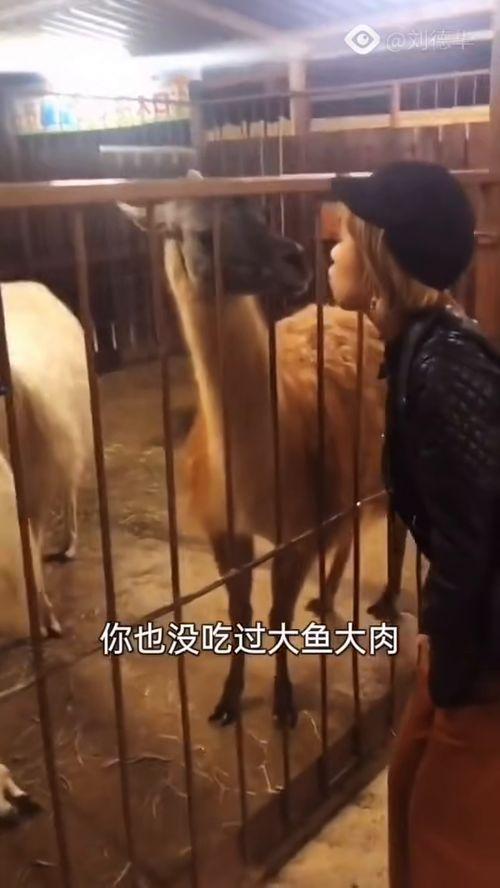 吃瓜喷子搞笑视频在线观看,在线观看乐翻天  第2张