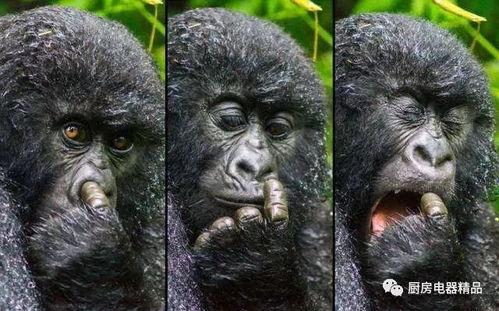 吃瓜搞笑猩猩视频,笑料百出，网友直呼“太可爱了！”