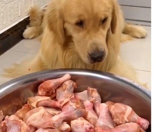 播放大狗狗吃瓜视频大全,大狗狗吃瓜视频大全集锦