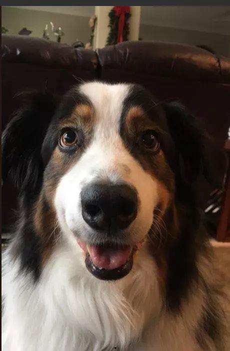 播放大狗狗吃瓜视频大全,大狗狗吃瓜视频大全集锦  第2张