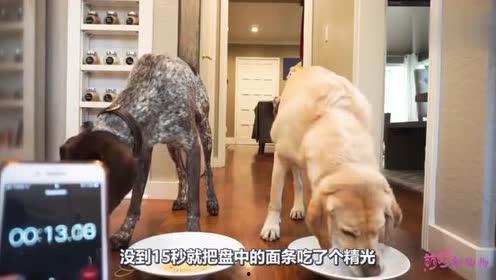 播放大狗狗吃瓜视频大全,大狗狗吃瓜视频大全集锦  第3张