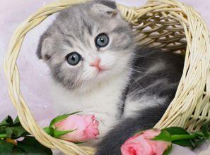 猫咪可以吃棚瓜嘛视频讲解,营养与安全的视频解析  第2张