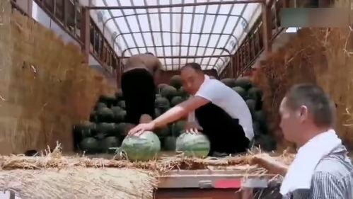 库尔勒吃瓜现场事件视频,一场意外的网络狂欢瞬间走红  第3张