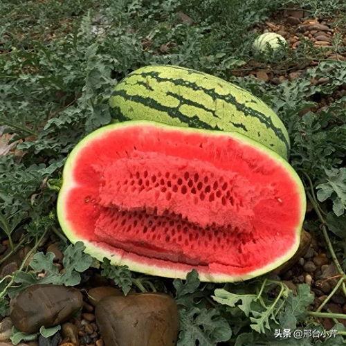 吃硒砂瓜的视频大全播放,视频大全播放背后的甜蜜奥秘  第3张