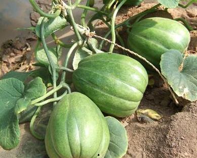 蛋总视频吃瓜,娱乐圈幕后真相大曝光