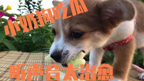 吃瓜的小狗视频大全,萌宠视频大全集锦
