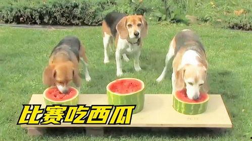 吃瓜的小狗视频大全,萌宠视频大全集锦  第3张